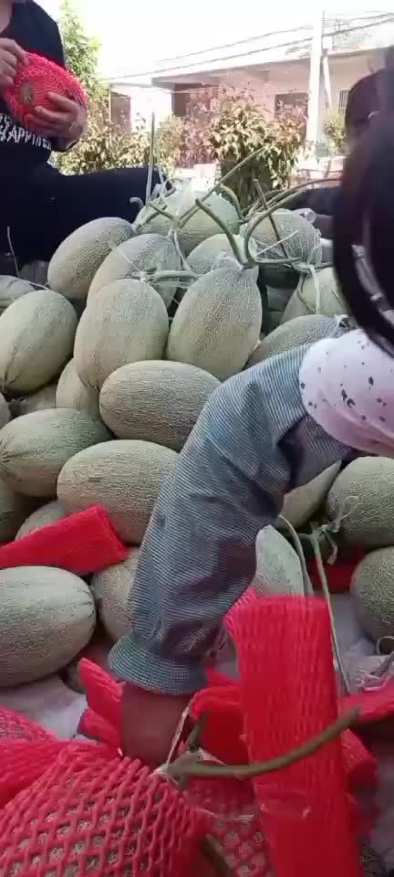 晓密25产地，大量直供