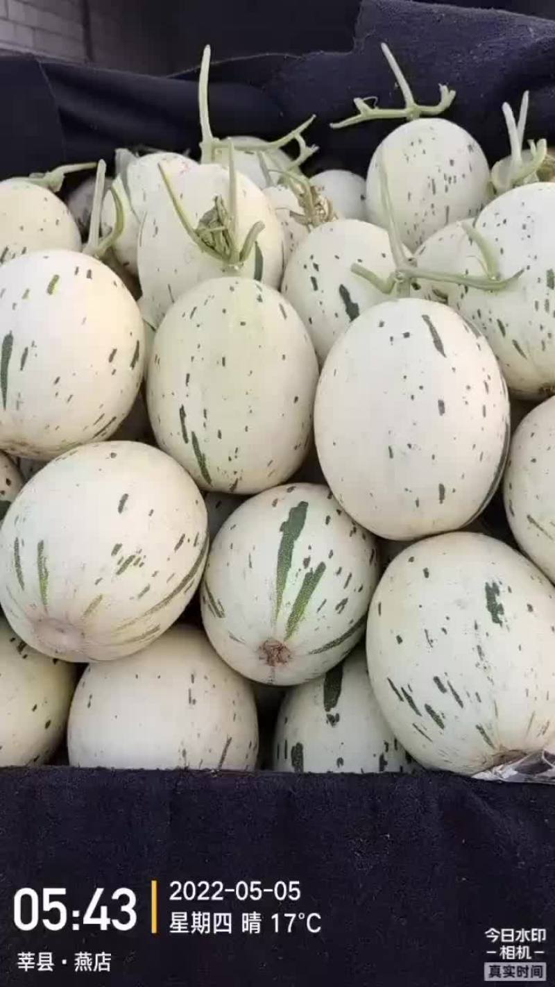 晓密25产地，大量直供