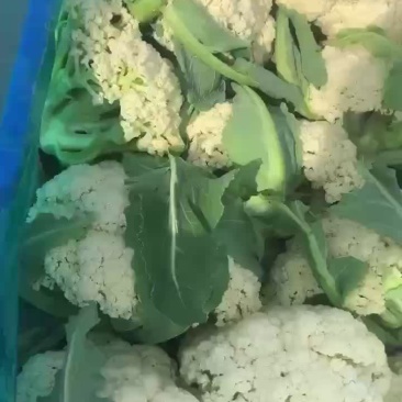精品有机花菜大量上市，需要的老板电话联系