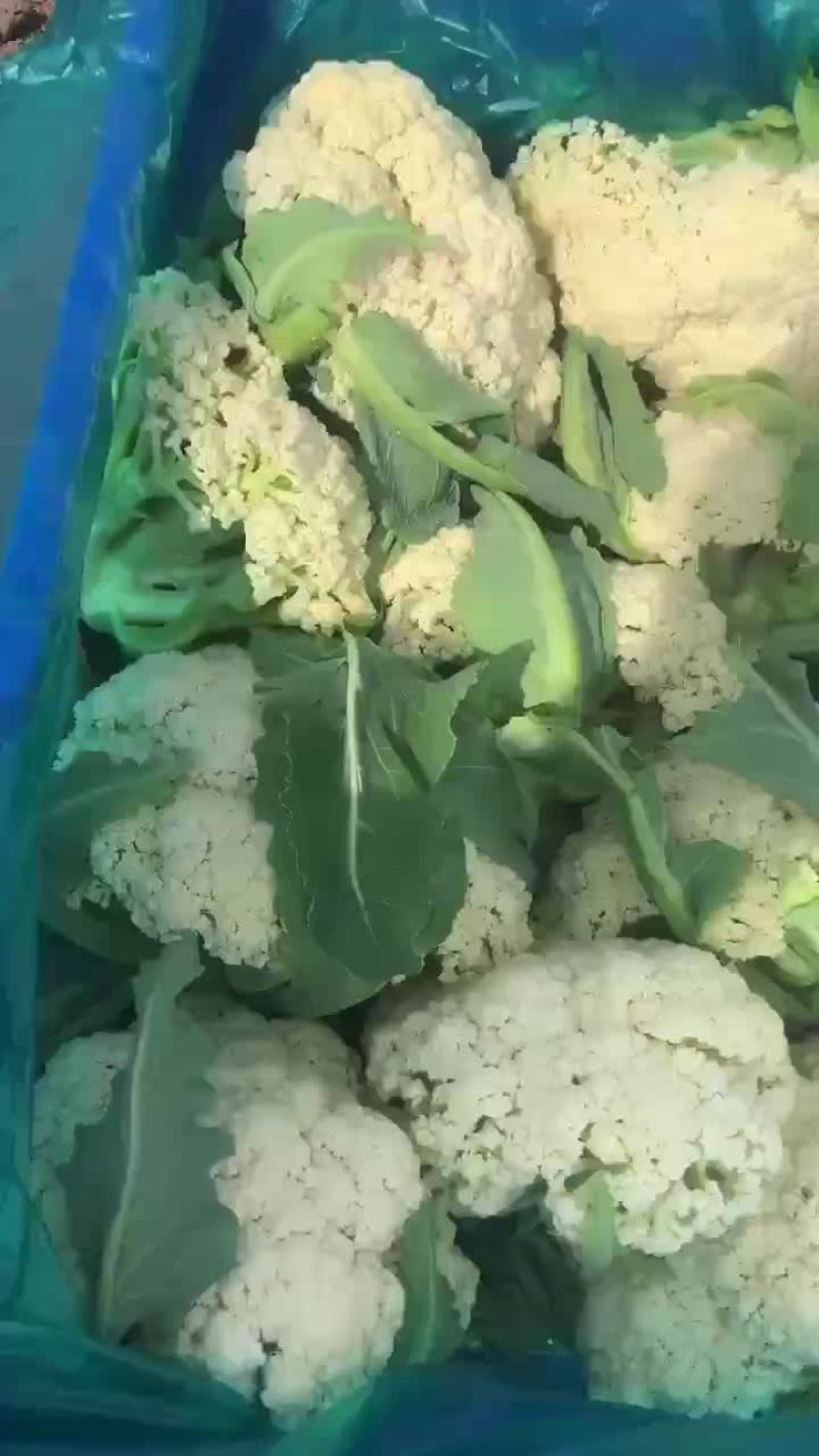 精品有机花菜大量上市，需要的老板电话联系