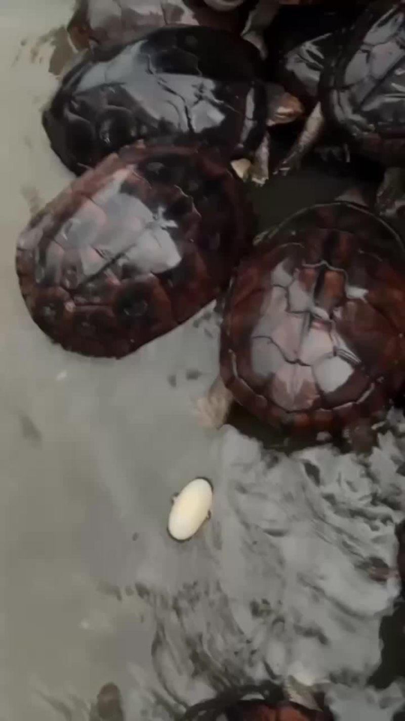 龟