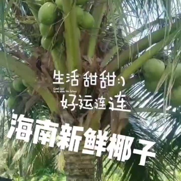海南新鲜椰子