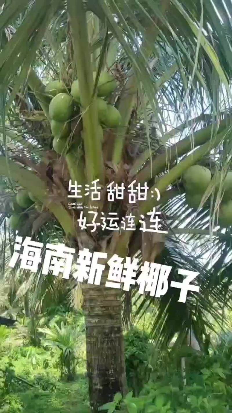 海南新鲜椰子