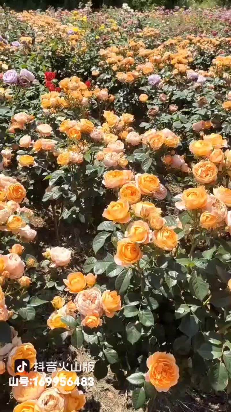 阳光古董，欧月棒棒糖月季，多季开花，树型好，花量大，精致