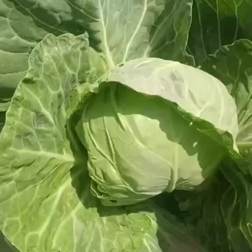 精品甘蓝