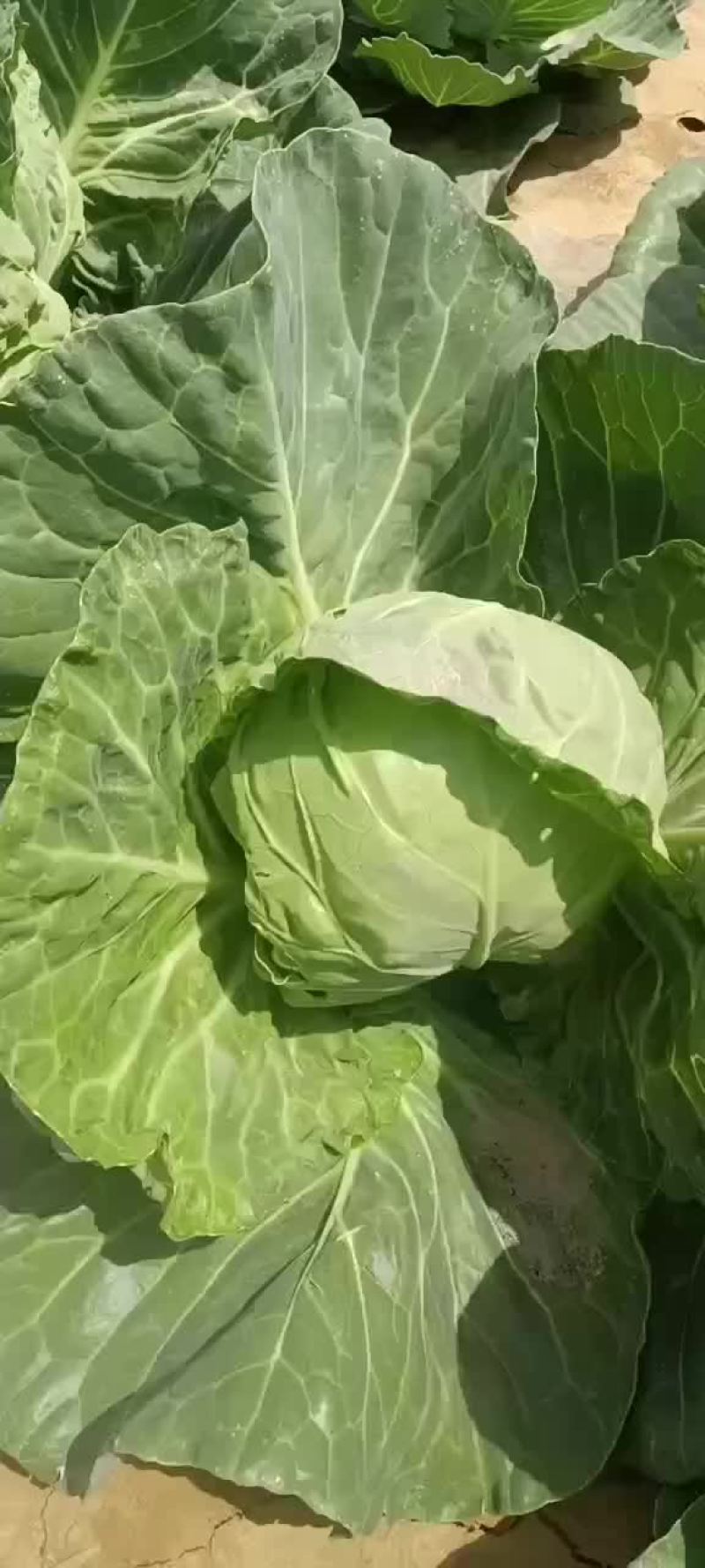 精品甘蓝