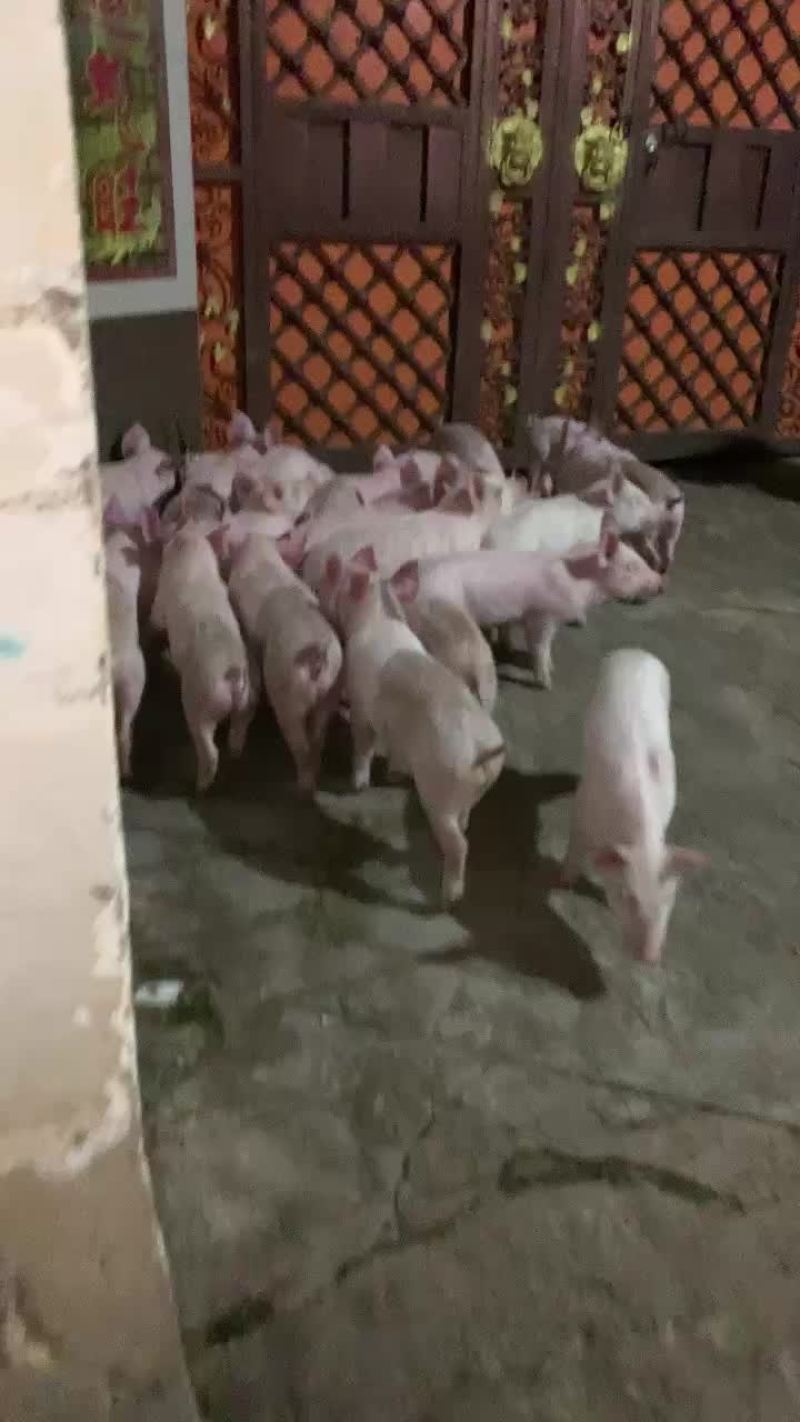 长期大量猪苗供应！专业配送
