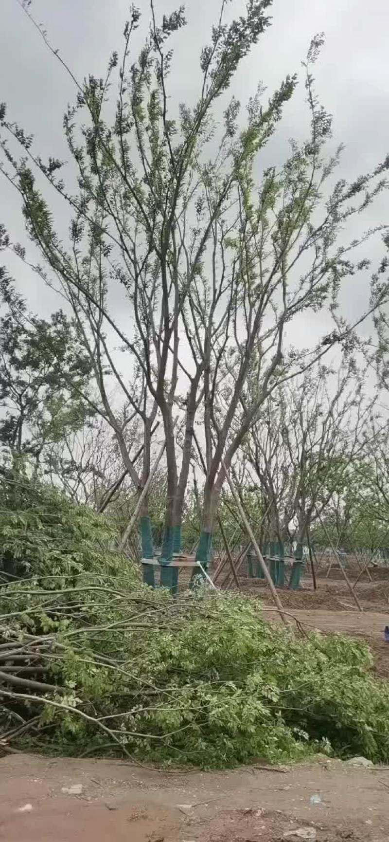 基地苗圃大量供应各种规格丛生朴树和单杆朴树