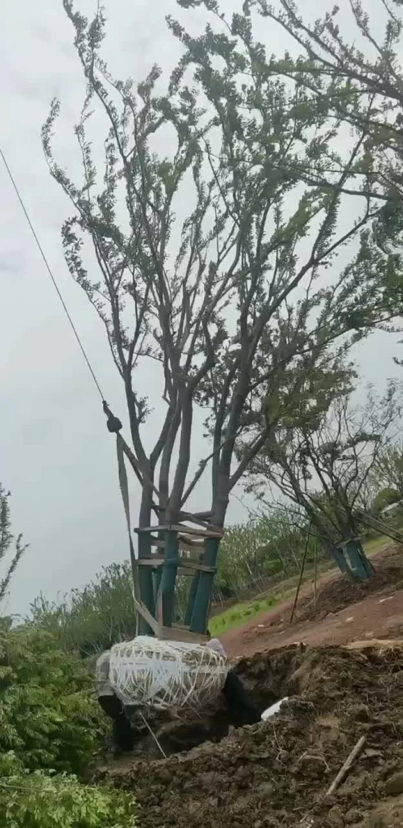 基地苗圃大量供应各种规格丛生朴树和单杆朴树