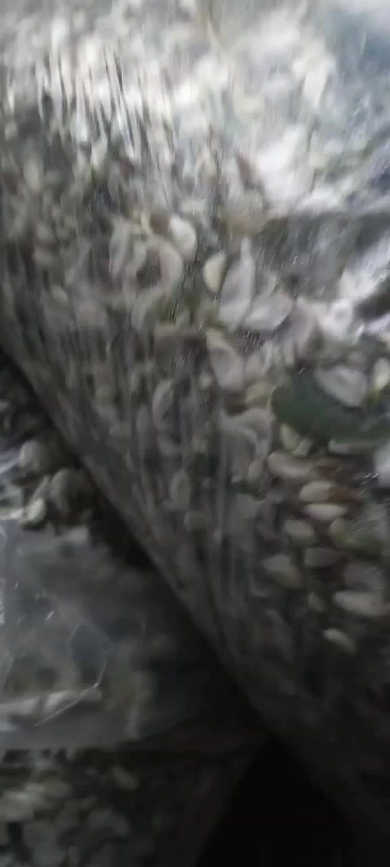 槐花