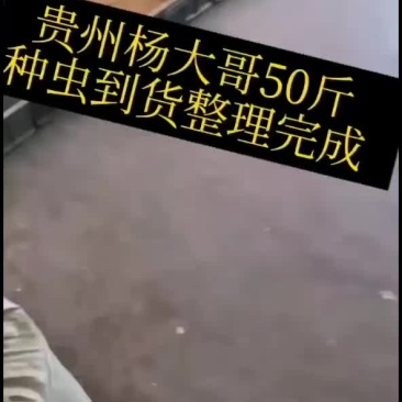 种虫整理完成