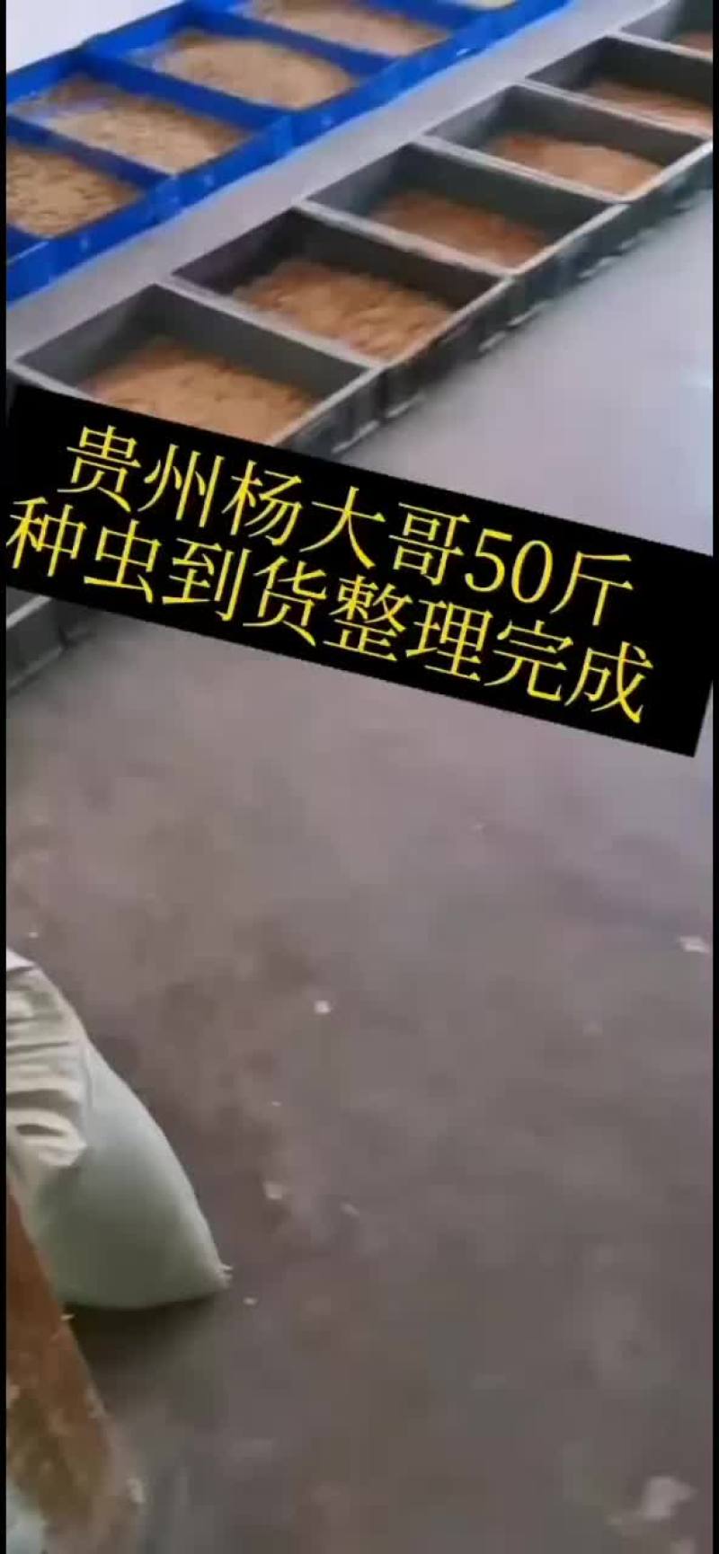种虫整理完成