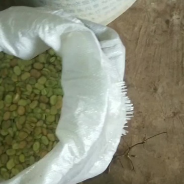 我想卖干蚕豆，有4万多市斤左右