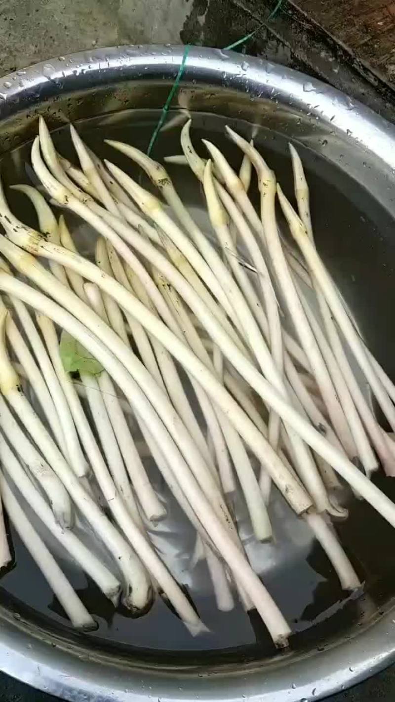 藕带