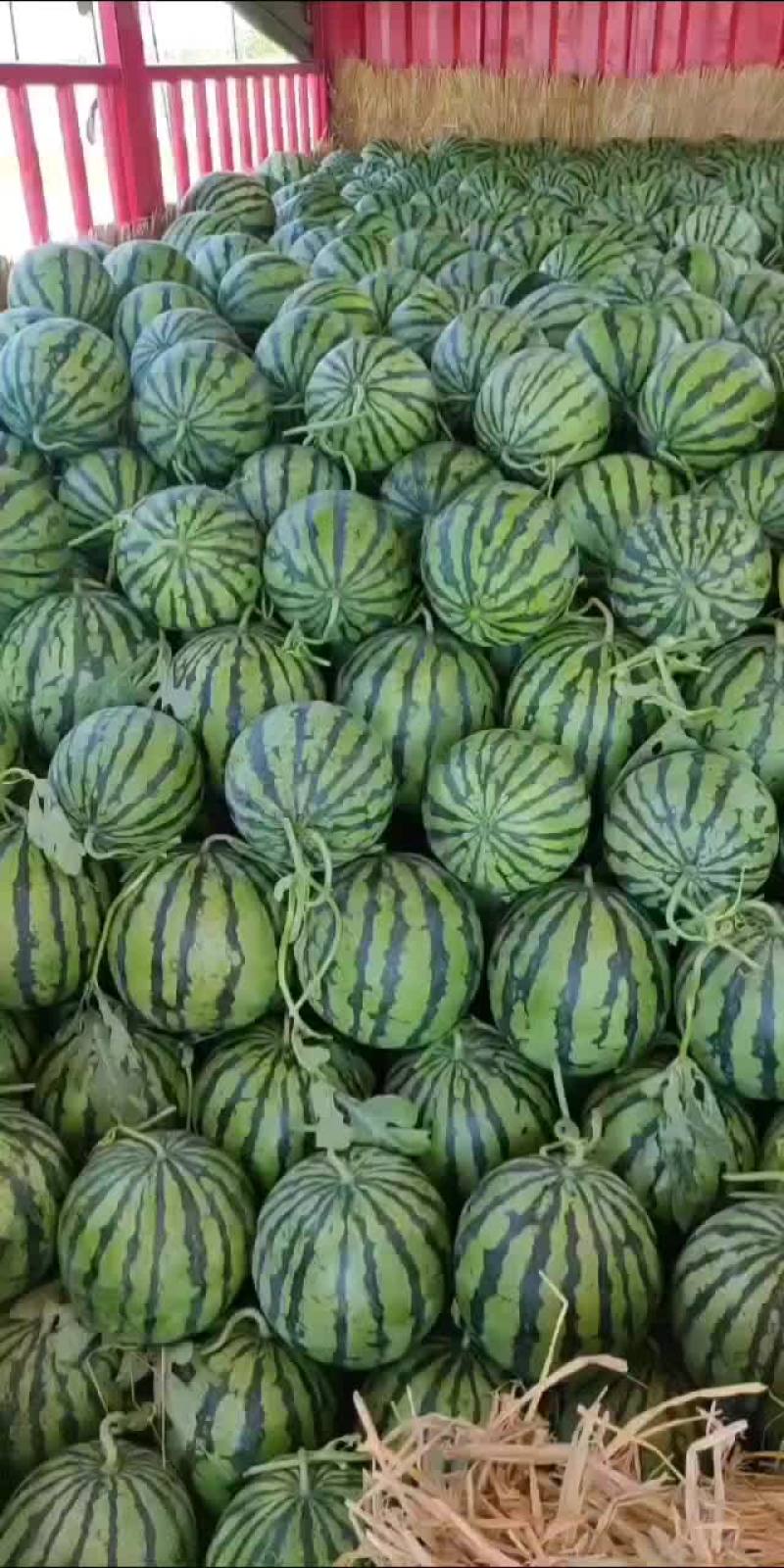 砀山县美都西瓜