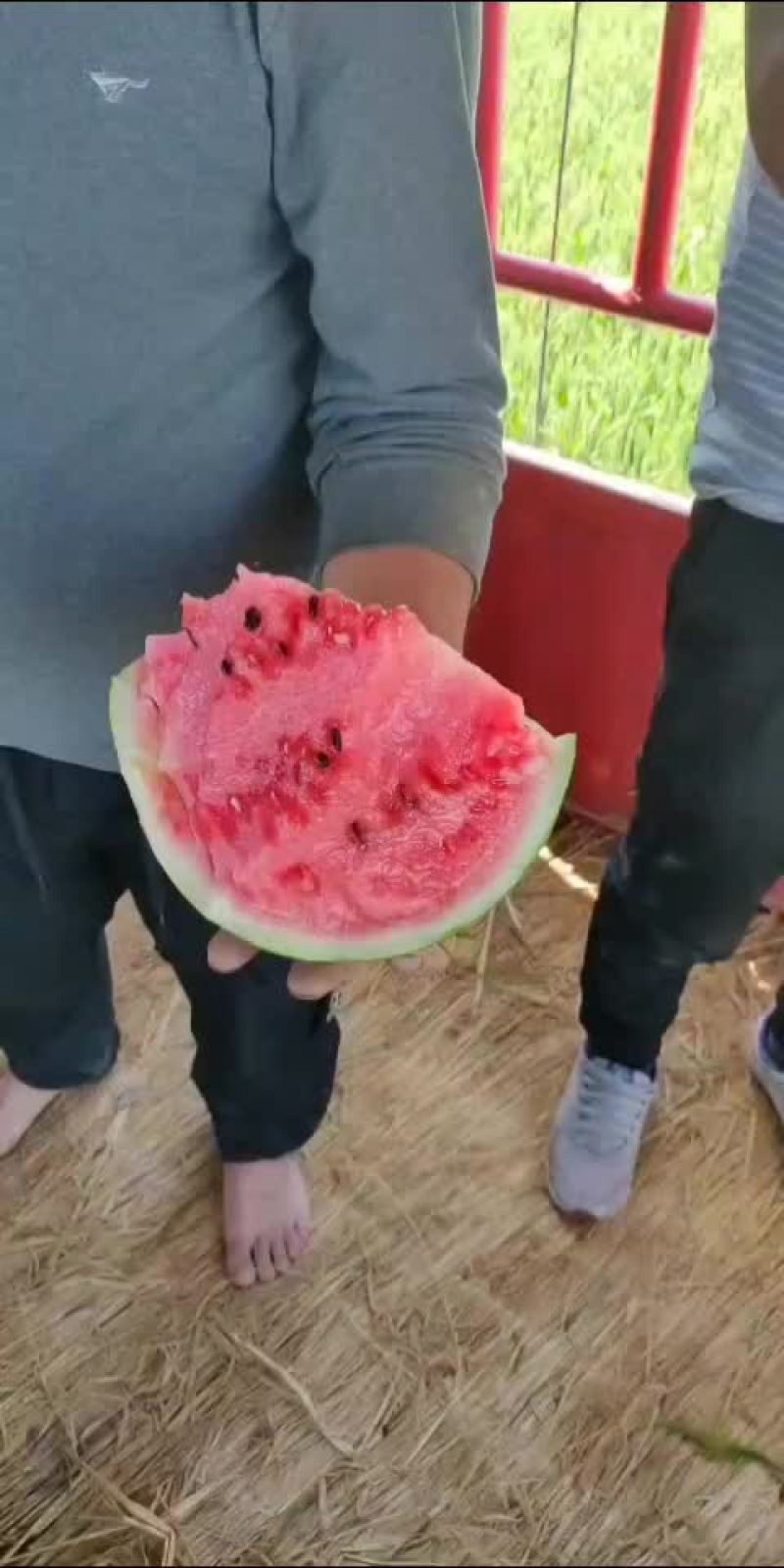 砀山县美都西瓜