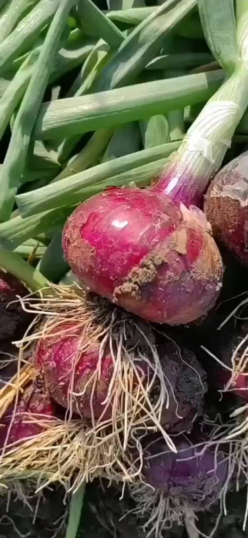 郯城红花紫皮洋葱大量价格便宜有需要老板可以联系