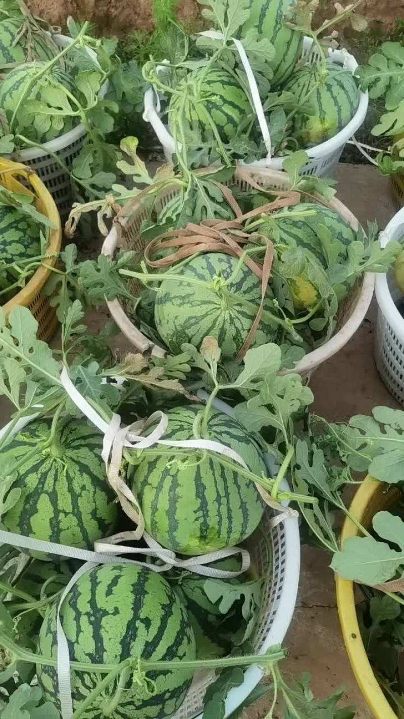 重庆精品8424，大量出货
