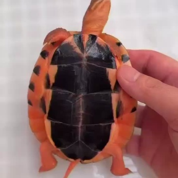 龟