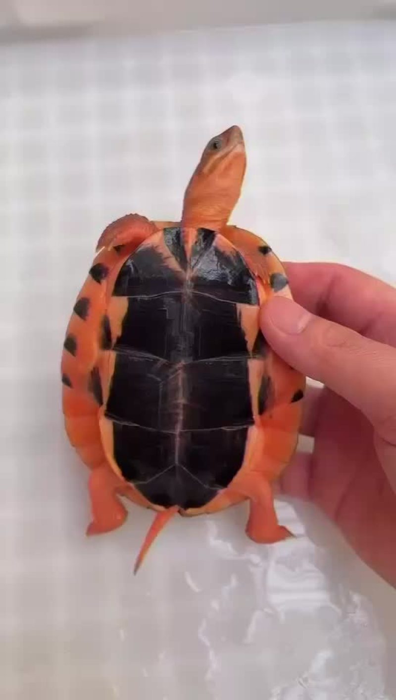 龟