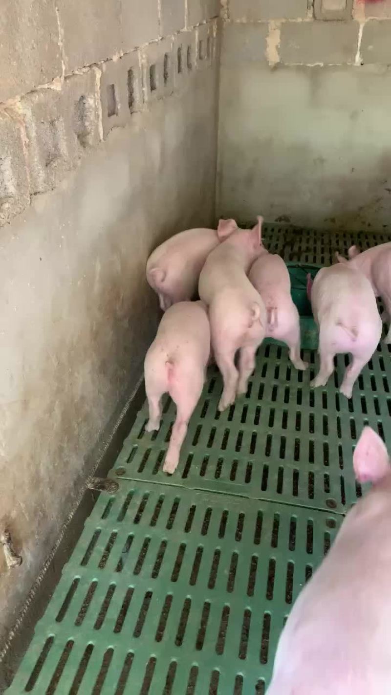专业批量供应三元小猪苗，支持专车配送