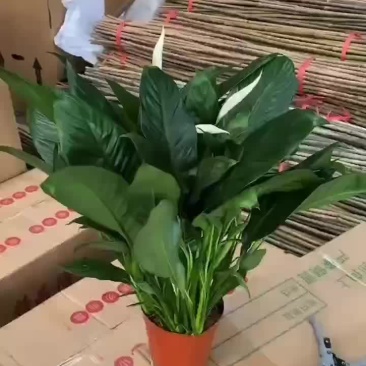 160#白掌A级货，