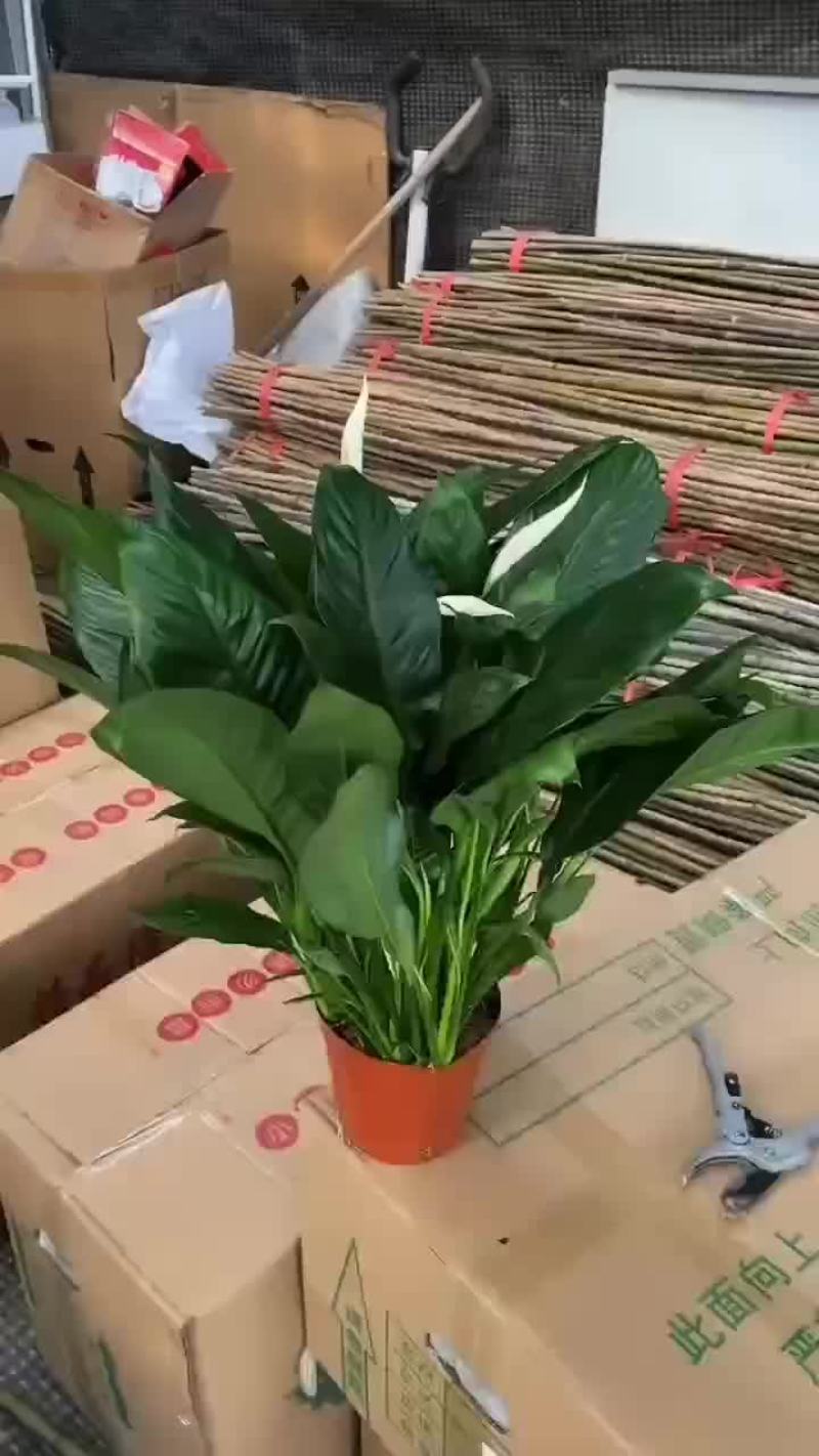 160#白掌A级货，