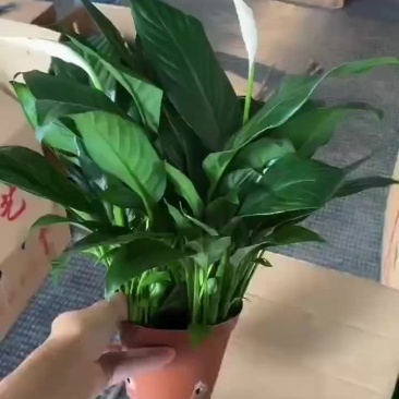 白掌120#短的基地货