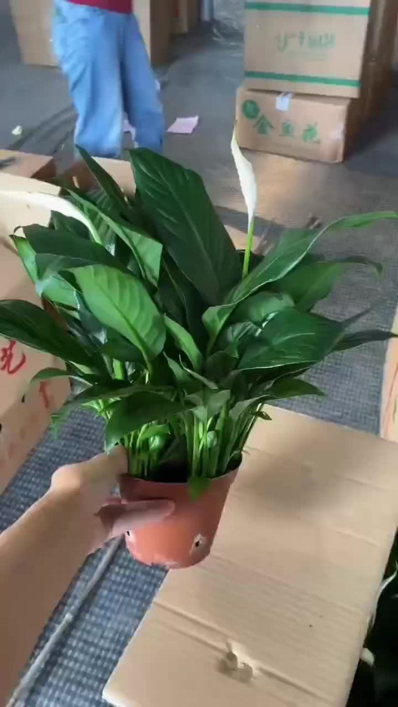 白掌120#短的基地货