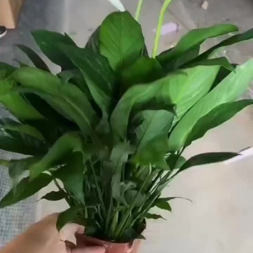 白掌120#A级货，