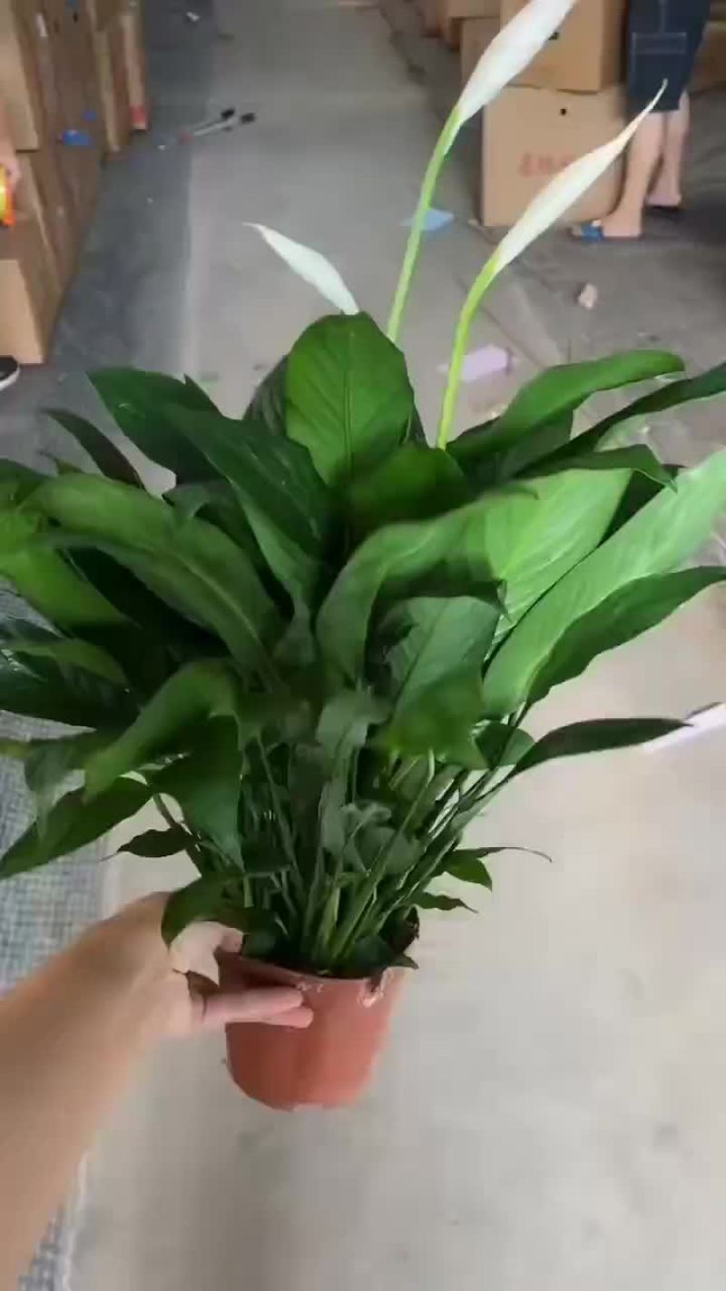 白掌120#A级货，