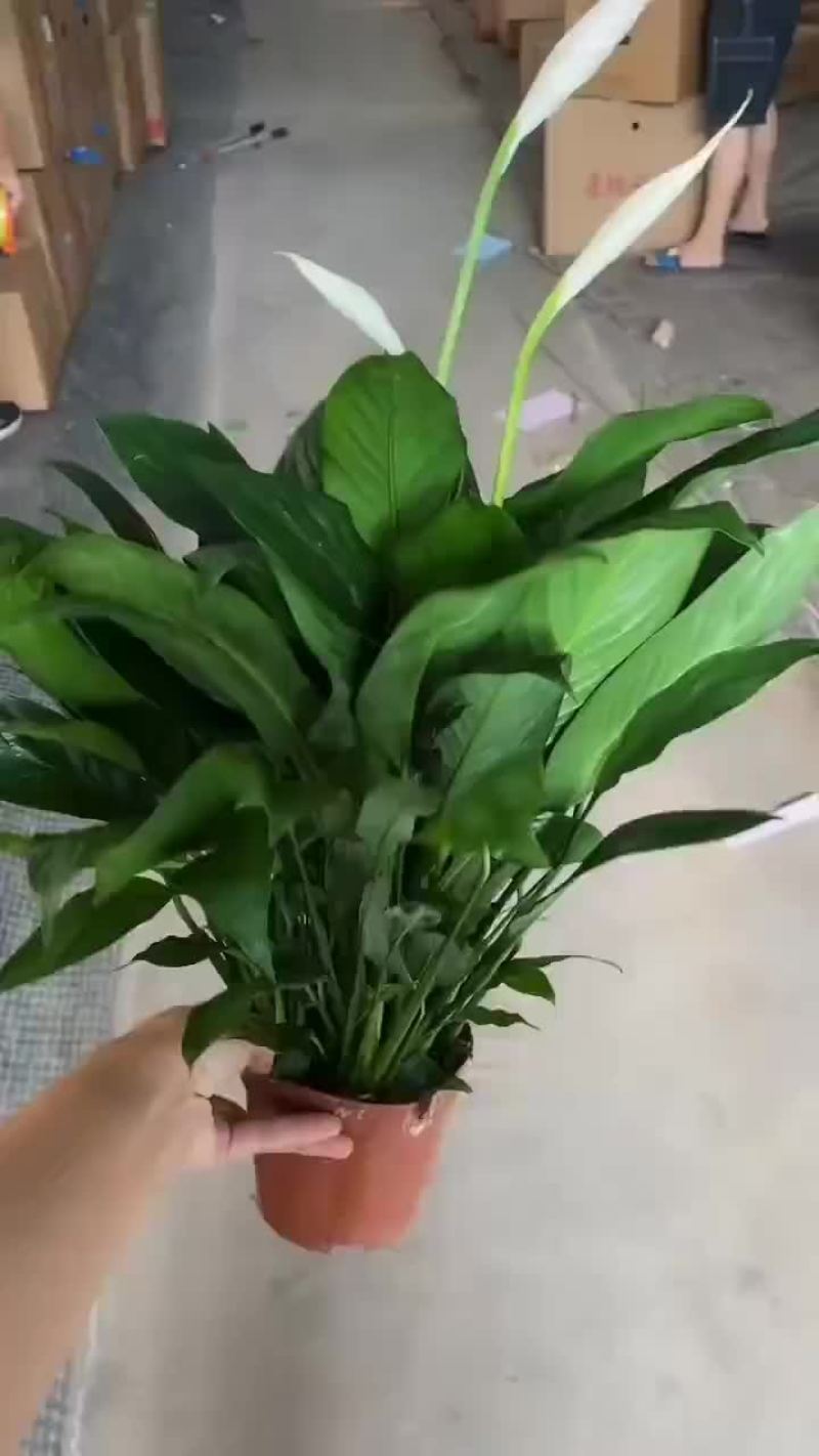 白掌120#A级货，