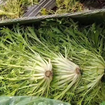 菊花苦菊