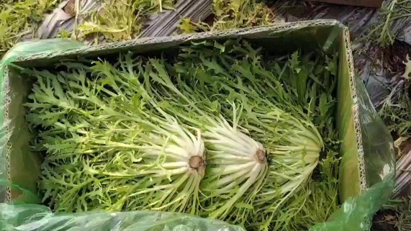 菊花苦菊