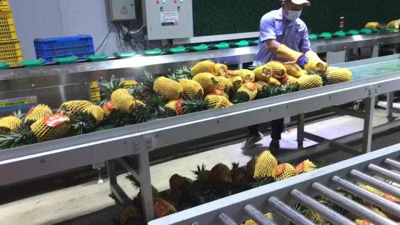 海南金钻凤梨17号自然熟电商中果1.3到1.9斤