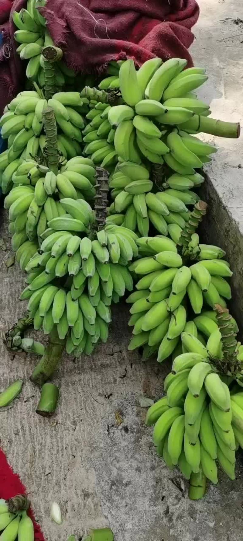 香蕉