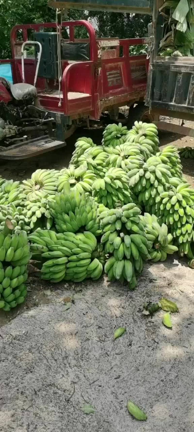 香蕉