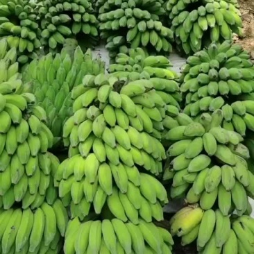 香蕉