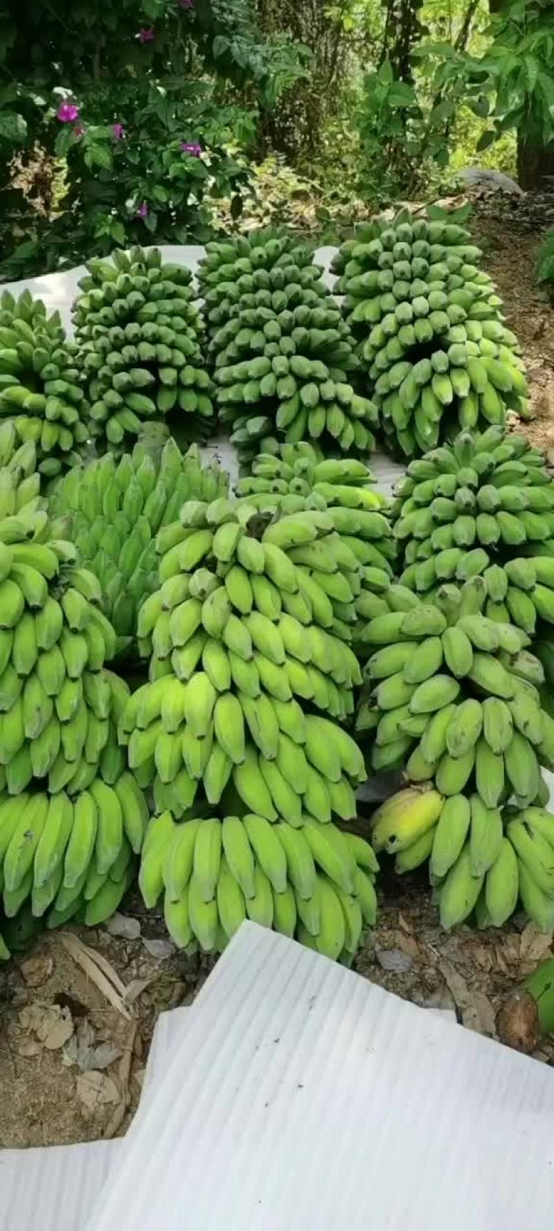 香蕉