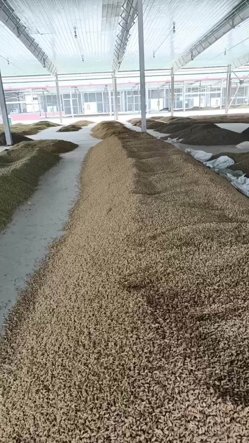 葡萄干五级大降价出货快