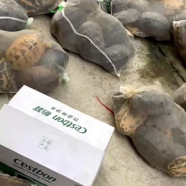 大量南石龟批发18元起