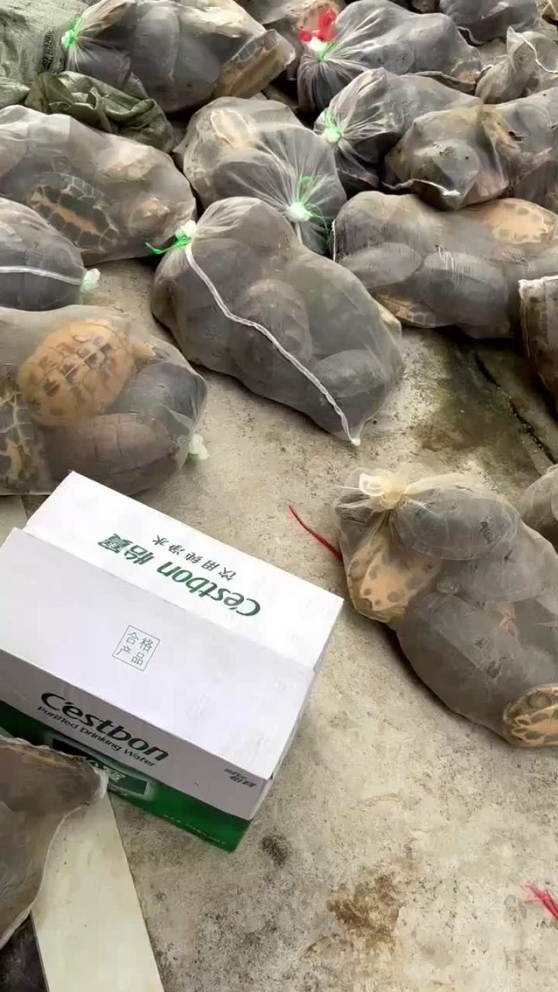 大量南石龟批发18元起