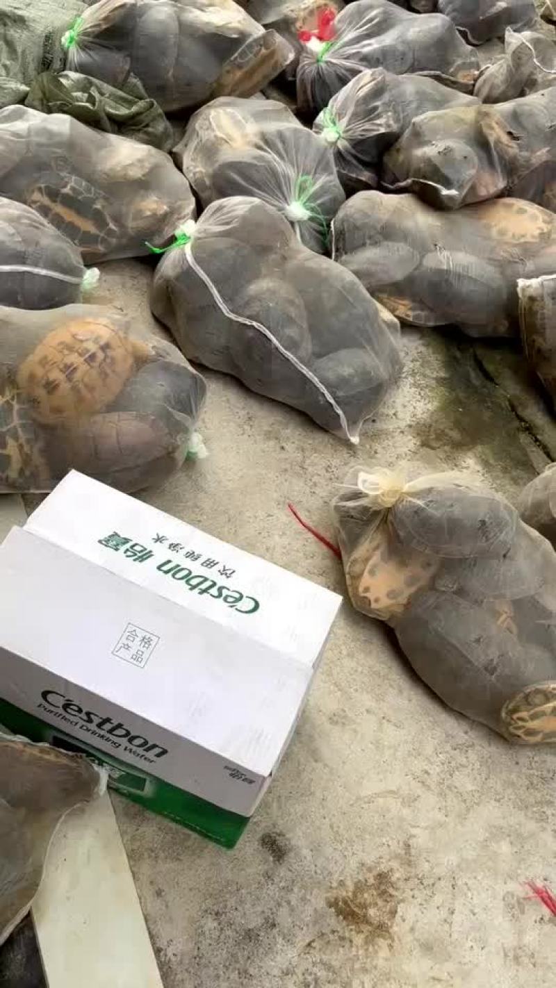 大量南石龟批发18元起
