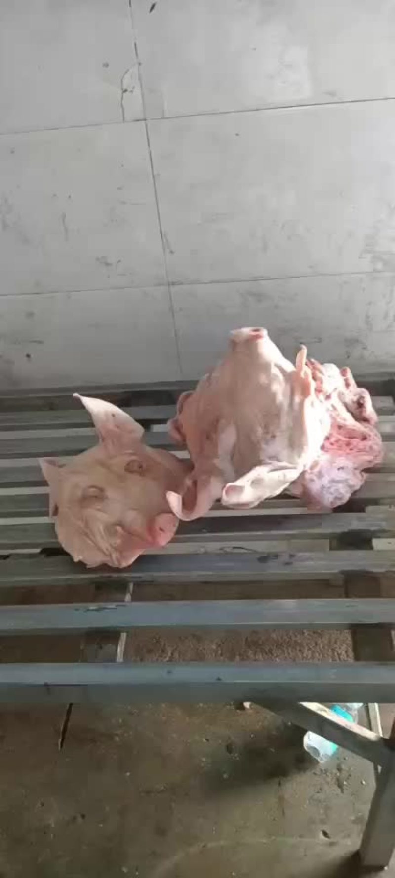 猪头