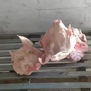 猪头