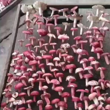 野生菌