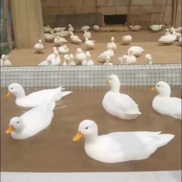 赛级柯尔鸭精品柯尔鸭宠物鸭观赏鸭厂家直销大量现货