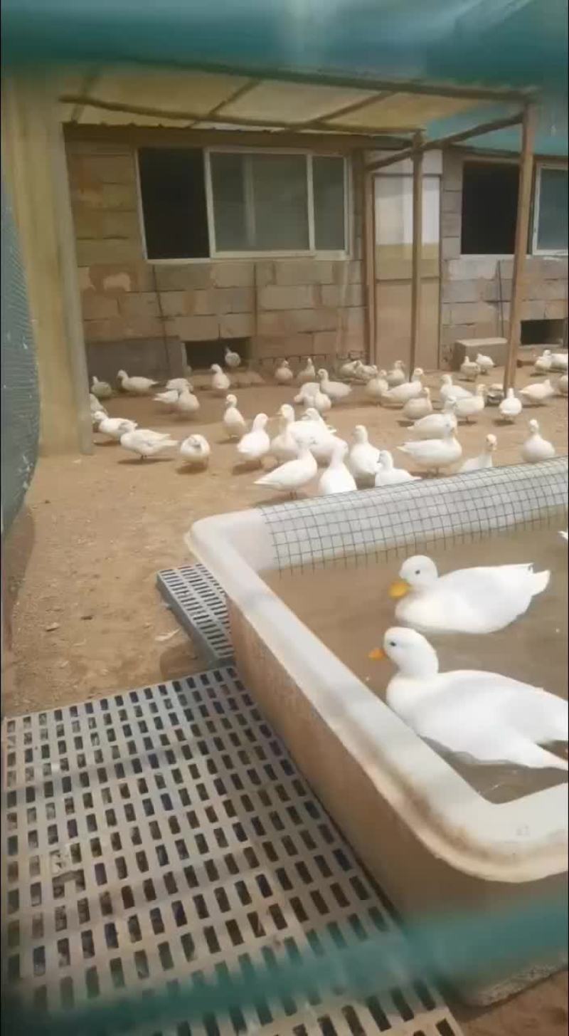 赛级柯尔鸭精品柯尔鸭宠物鸭观赏鸭厂家直销大量现货