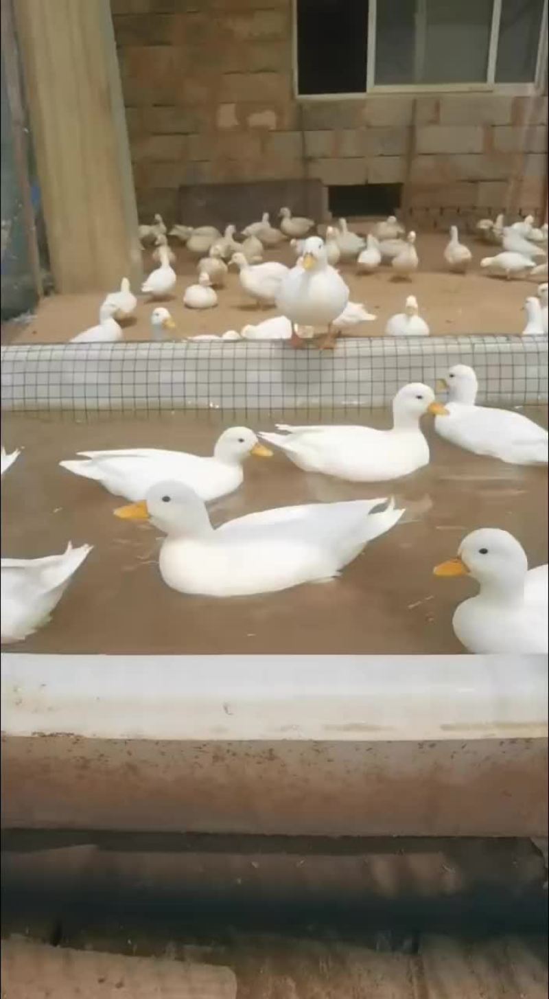 赛级柯尔鸭精品柯尔鸭宠物鸭观赏鸭厂家直销大量现货