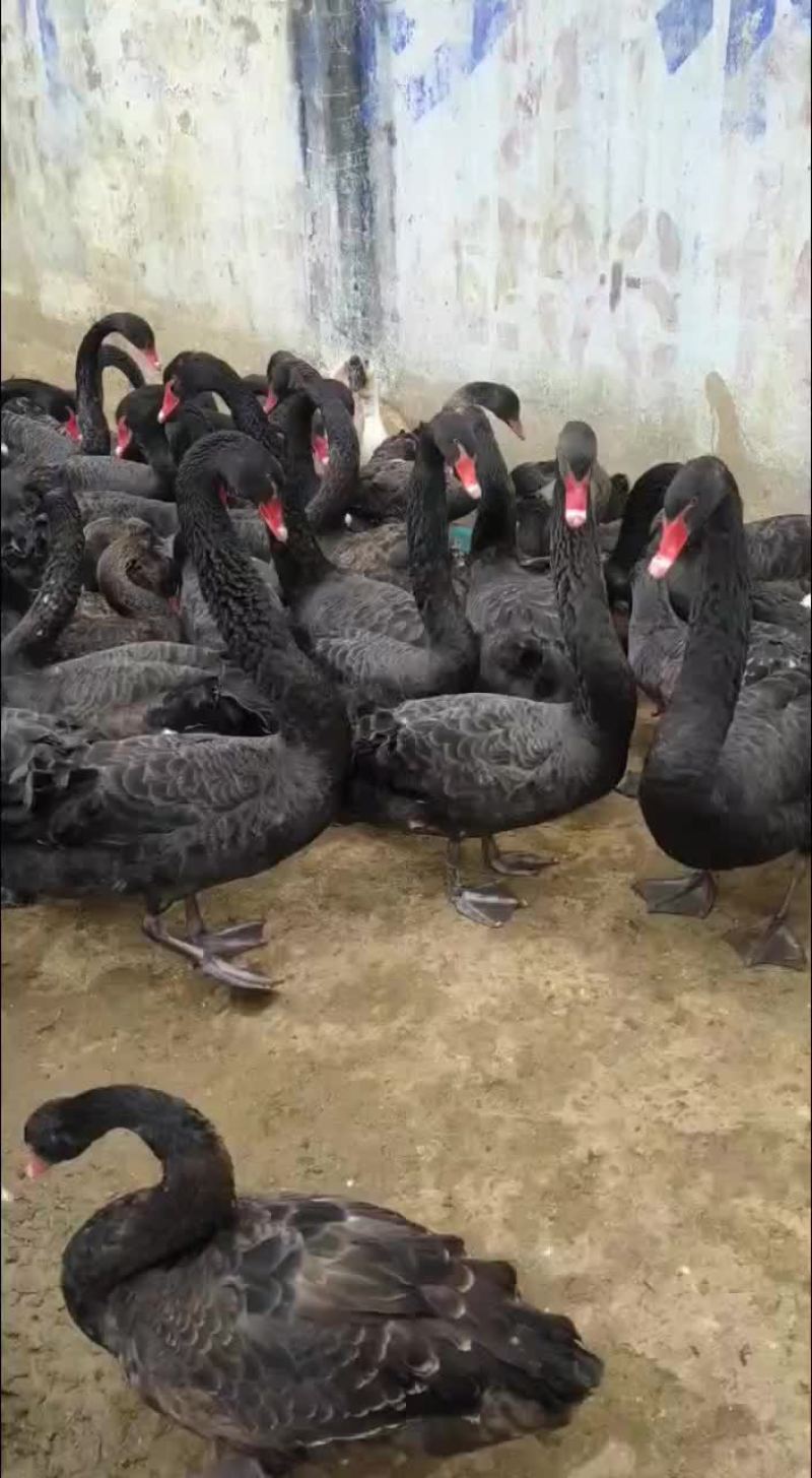 赛级柯尔鸭精品柯尔鸭宠物鸭观赏鸭厂家直销大量现货